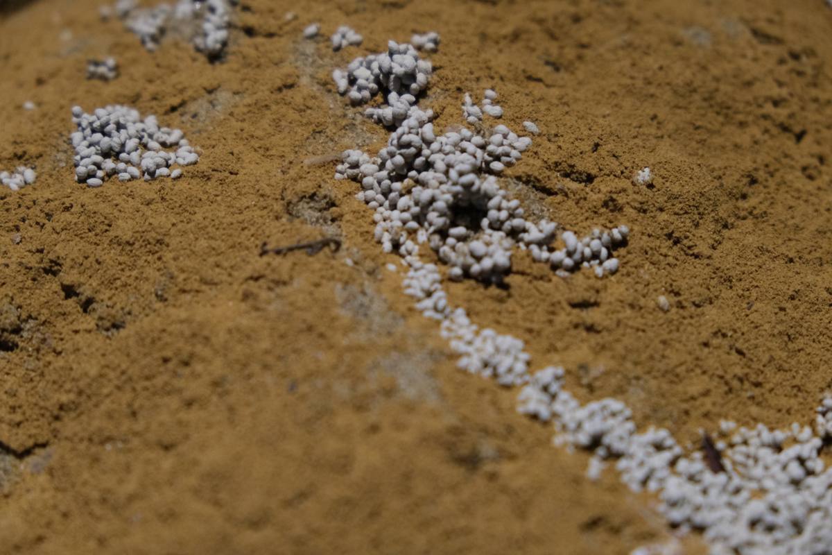 While The Soil Slumbers | Linh San — 13